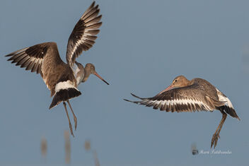 A Pair of Black Tailed Godwits Fighting - image gratuit #478743 