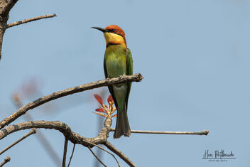 Chestnut Headed Bee Eater - An Uncommon Visitor - image gratuit #478873 