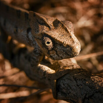 Chameleon, Madagascar - Free image #478903