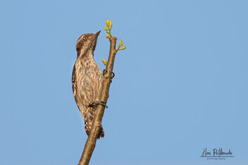 A Brown / Indian Pygmy Woodpecker in action - image #478913 gratis