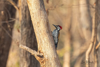 A Lesser Flameback Woodpecker in Action - image #478933 gratis