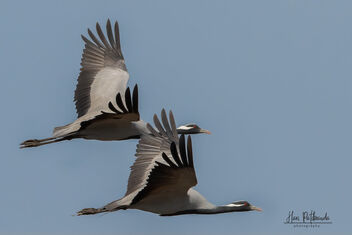 A Pair of Demoiselle Cranes Flying away - Kostenloses image #479053