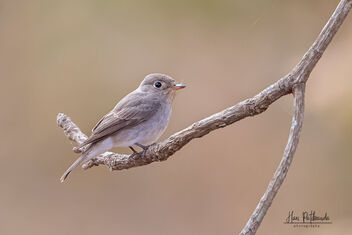 An Asian Brown Flycatcher - Curious and busy - image gratuit #479113 