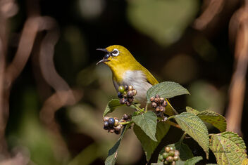A White-eye mouthful with a berry - Free image #479163