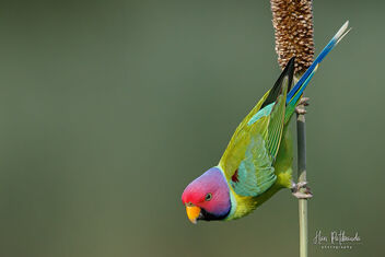 A Plum Headed Parakeet Feasting on millet cobs - Free image #479223