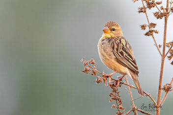 A playful Baya Weaver in the morning - Free image #479283