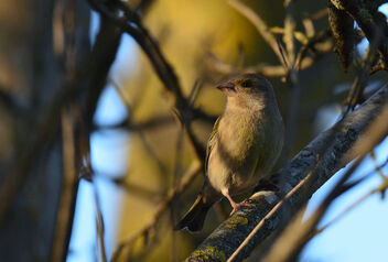 Female greenfinch in evening light - image gratuit #479443 