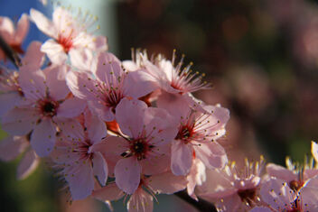 Cherry Blossom - Free image #479503