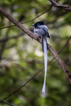 Madagascar Paradise-flycatcher - Free image #479553