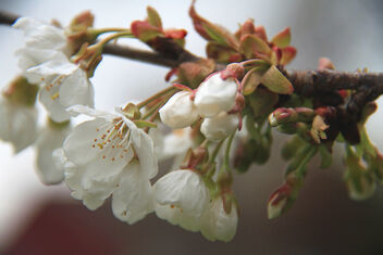 White Cherry Blossoms - image gratuit #479673 