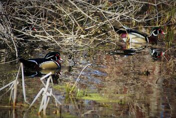 Wood Ducks in a Pond - image gratuit #479683 