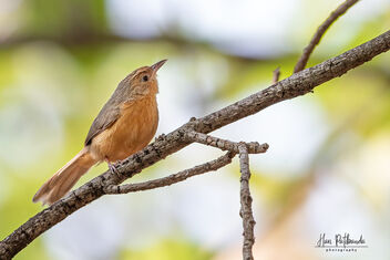 A Tawny Bellied Babbler foraging on the tree branches - image #479703 gratis