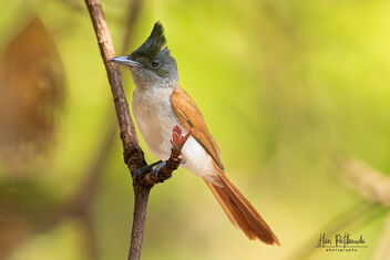 An Indian Paradise Flycatcher on a beautiful perch - бесплатный image #479753
