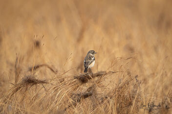 A Siberian Stonechat in its habitat - Free image #479793