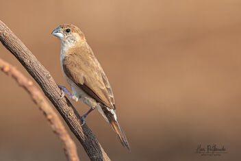 An Indian Silverbill near a paddy field - Kostenloses image #479873
