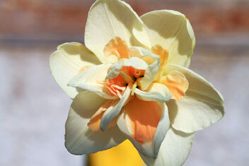 Daffodil - image #479903 gratis