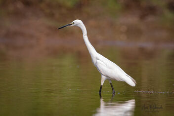 An Intermediate Egret in Action - Kostenloses image #480103