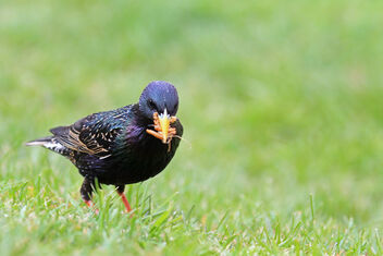 Spring Watch -Starling - Free image #480263