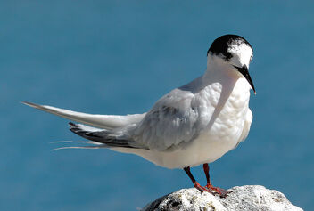 White fronted tern. NZ. - Kostenloses image #480293