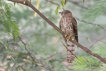 Cuckoo Season is Here - The Brainfever bird - image gratuit #480443 