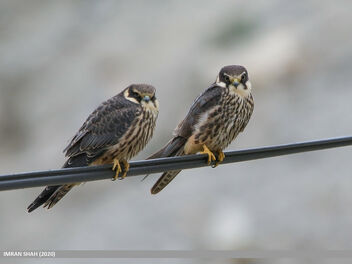 Eurasian Hobby (Falco subbuteo) - image gratuit #480703 