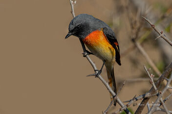 A Small Minivet looking for food - image gratuit #480833 