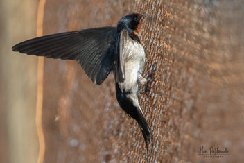 A Barn Swallow trying to land on a fishing net - image gratuit #480853 
