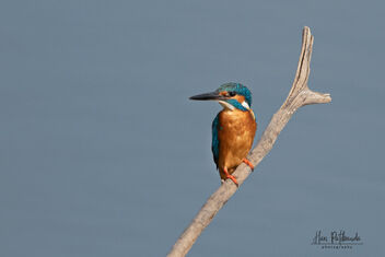 A Common Kingfisher looking for fish just above the water - Free image #480933