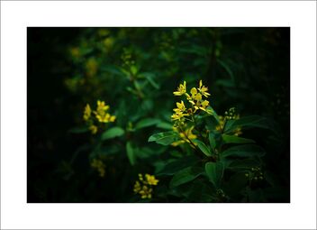 Small yellow flowers - image gratuit #481003 