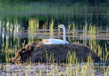 Brooding Swan - image #481083 gratis
