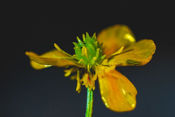 Ranunculus flammula - Free image #481283