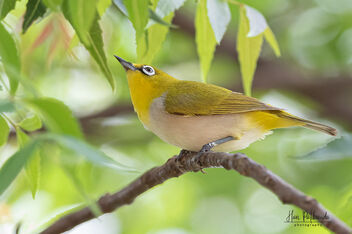 An Oriental White-Eye in action - image gratuit #481303 