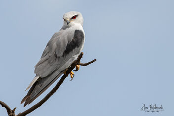 A Beautiful Black Winged Kite on a high perch - image gratuit #481353 