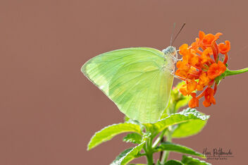 A Common Emigrant Butterfly in action - image gratuit #481383 