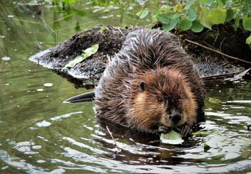 Young beaver in wilderness pond. - Free image #481593