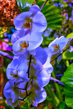 Toronto Ontario ~ Canada ~ Allan Gardens ~ Landmark Site ~ Historical Allan Gardens Conservatory ~ Orchids - image gratuit #481633 