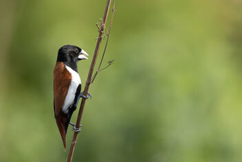 A Tricolored Munia / Finch on a lovely perch - image gratuit #481743 