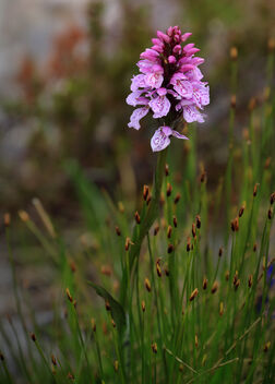 Pink Highland Flower - бесплатный image #481853