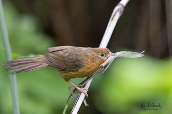 A Tawny Bellied Babbler with nesting materials - Free image #481923