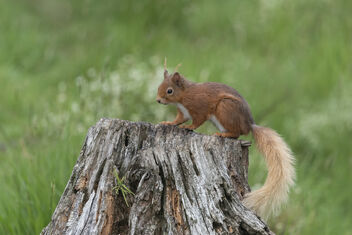 Red Squirrel - image #481983 gratis