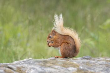 Classic pose of a Red Squirrel - image gratuit #482003 