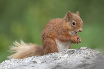 'A very happy looking Red Squirrel' - image gratuit #482073 