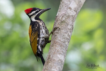 A Lesser Flameback / Black Rumped Woodpecker in action - image #482103 gratis