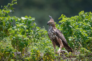 A Changeable Hawk Eagle with a Monitor Lizard Kill - image gratuit #482243 