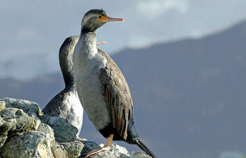 Spotted Shag NZ. - Free image #482293