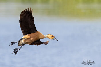 A Fulvous Whistling Duck landing in the water - image #482343 gratis