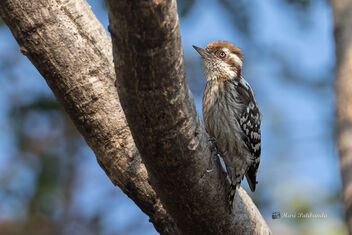 A Brown Capped Pygmy Woodpecker in action - image #482403 gratis