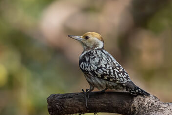 An Yellow Crowned Woodpecker in the canopy - image #482433 gratis