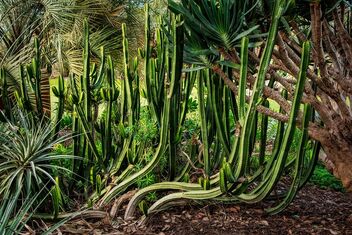 Euphorbia - Kostenloses image #482493