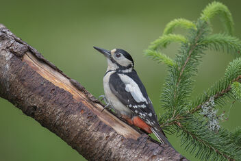 Great Spotted Woodpecker - Dendrocopus major - image #482713 gratis